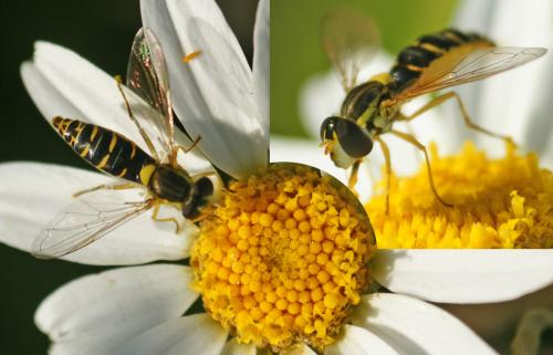 Réf. 180 538 : Sphaerophoria sp.
