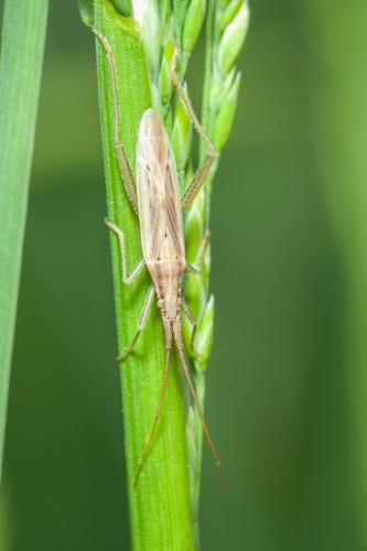 Stenodema laevigata