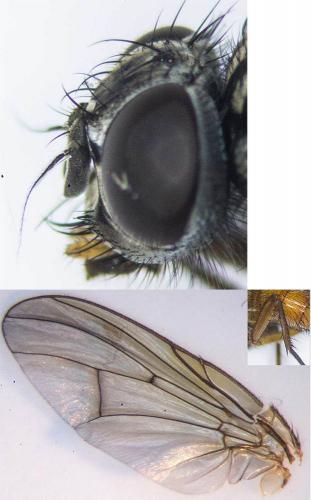 Phaonia subventa