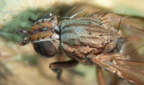 Pherbellia cinerella