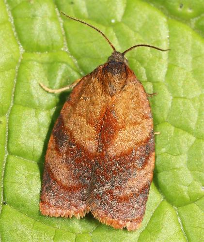 Réf. 180 373 : Cacoecimorpha pronubana