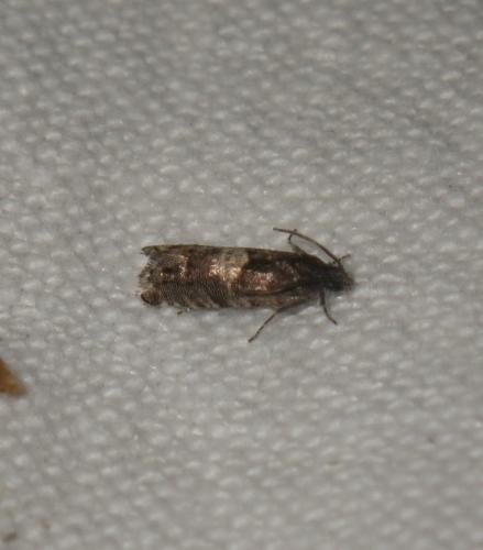 Epiblema sp.
