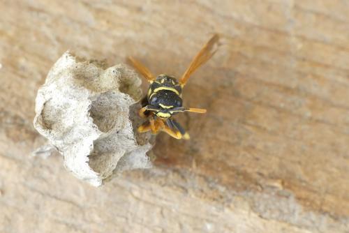 Polistes dominula