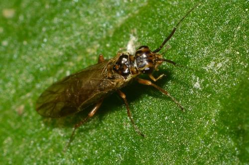Xyela sp.