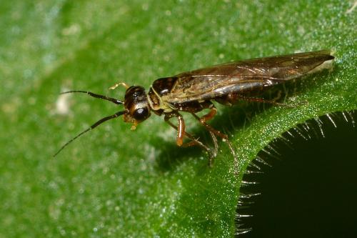 Xyela sp.