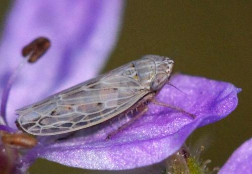 Psammotettix sp.