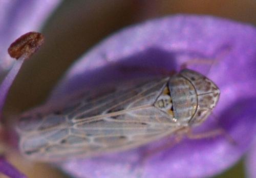 Psammotettix sp.