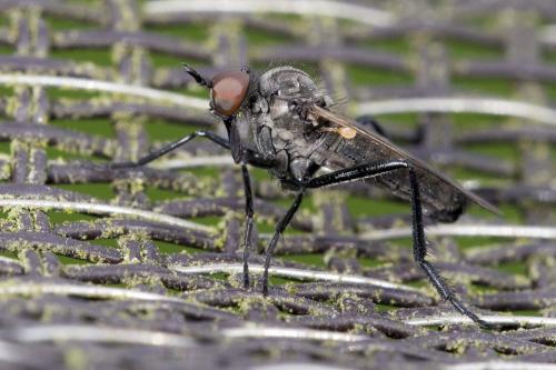 Rhamphomyia sp.