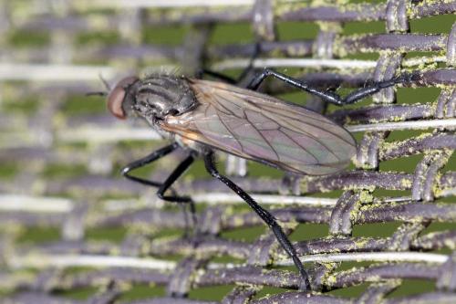 Rhamphomyia sp.