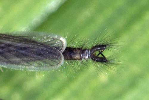 Chaoborus crystallinus