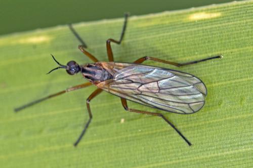 Réf. 180 879 : Empis sp.