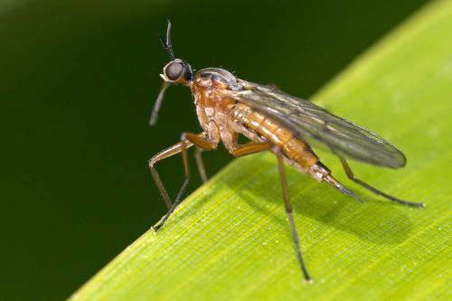 Réf. 180 881 : Empis sp.