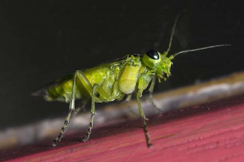 Réf. 180 926 : Rhogogaster chlorosoma