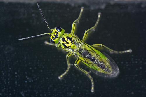 Réf. 180 927 : Rhogogaster chlorosoma