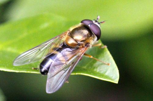 Réf. 180 233 : Epistrophe eligans