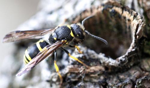 Ancistrocerus sp.