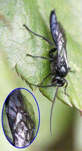 Réf. 180 415 : Ichneumoninae inconnu