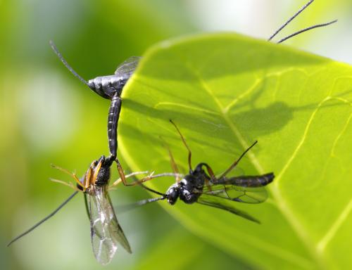 Réf. 180 325 : Campopleginae inconnu