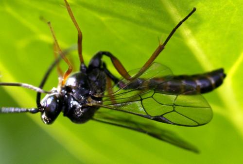 Réf. 180 352 : Campopleginae inconnu