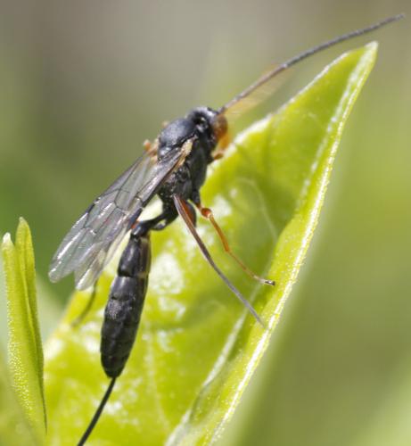 Réf. 180 327 : Campopleginae inconnu