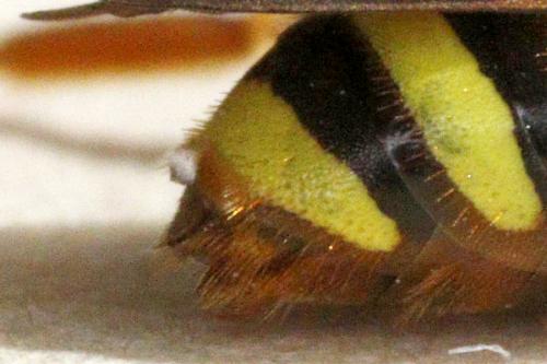 Nomada lathburiana
