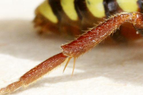 Nomada lathburiana