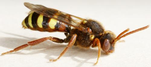 Nomada lathburiana