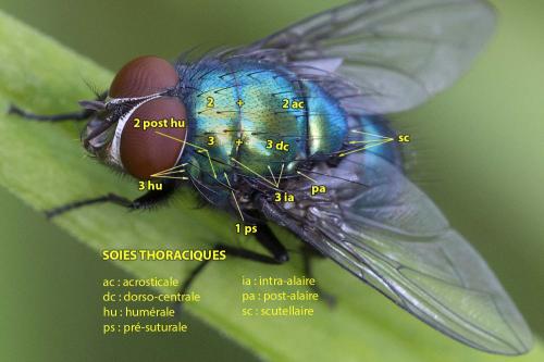 Indéterminé