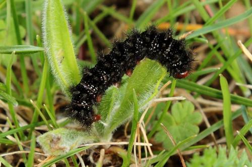 Melitaea cinxia