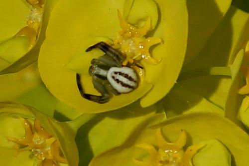 Misumena vatia