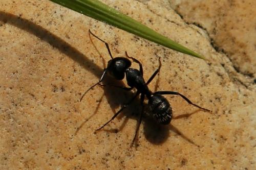Réf. 180 604 : Camponotus vagus