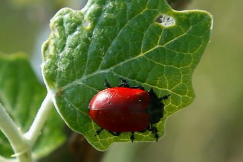 Réf. 180 608 : Chrysomela populi