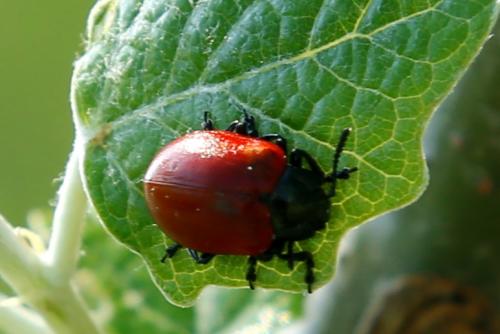 Réf. 180 607 : Chrysomela populi