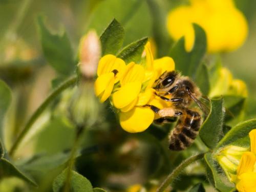 Réf. 180 276 : Apis mellifera