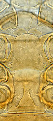 Lasioseius sp.