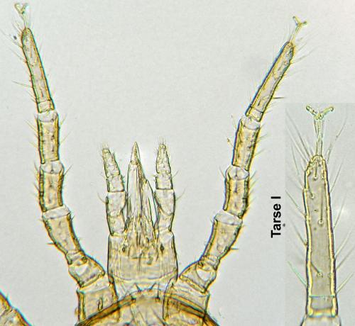 Réf. 180 509 : Lasioseius sp.