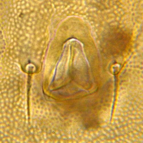 Lasioseius sp.
