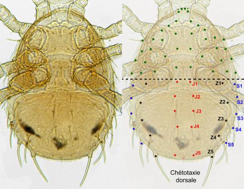 Lasioseius sp.