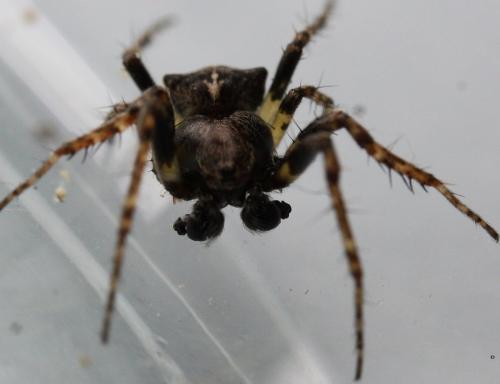Réf. 180 414 : Gibbaranea bituberculata