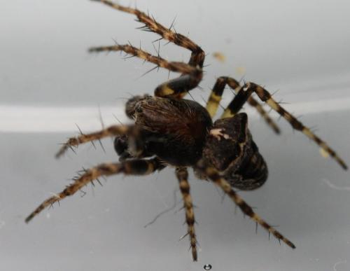 Réf. 180 413 : Gibbaranea bituberculata