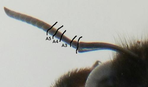 Réf. 180 432 : Xylocopa violacea
