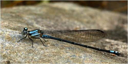 Réf. 180 549 : Argia variegata