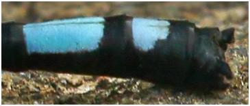Réf. 180 551 : Argia variegata