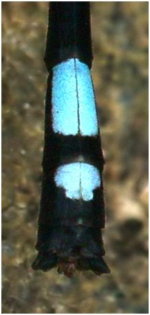 Réf. 180 552 : Argia variegata