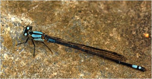 Réf. 180 550 : Argia variegata