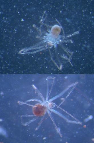 Réf. 180 593 : Psilochorus simoni