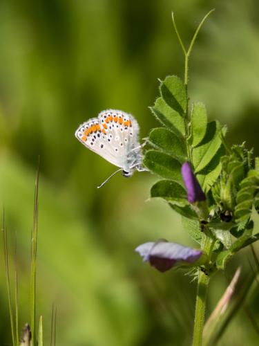 Réf. 180 869 : Aricia agestis
