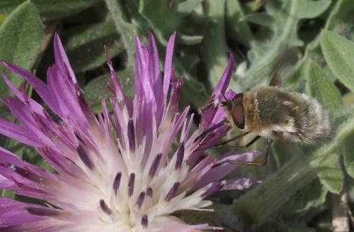 Réf. 180 651 : Bombyliini inconnu