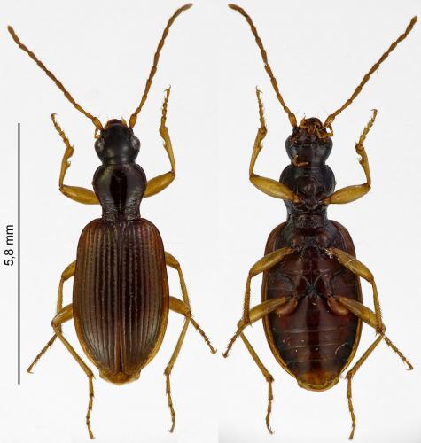 Oxypselaphus obscurus