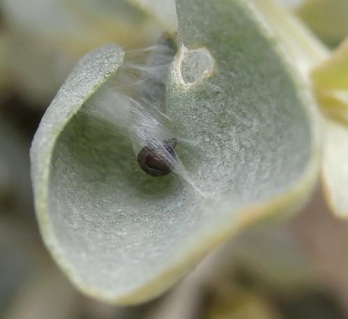 Scrobipalpa halymella
